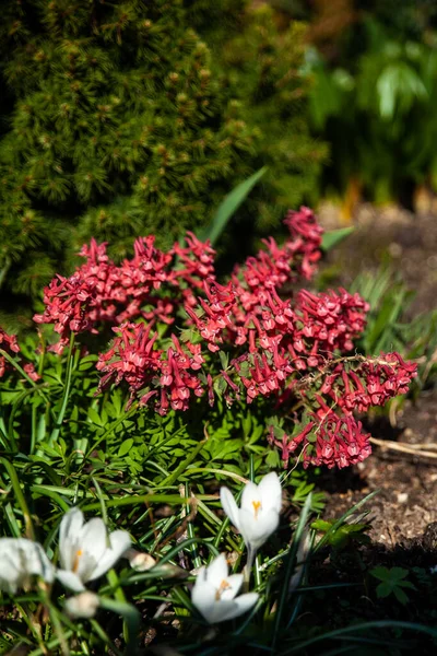 Tavaszi Kert Red Corydalis Solidae Fumewort Vagy Madár Bush Papaveraceae — Stock Fotó