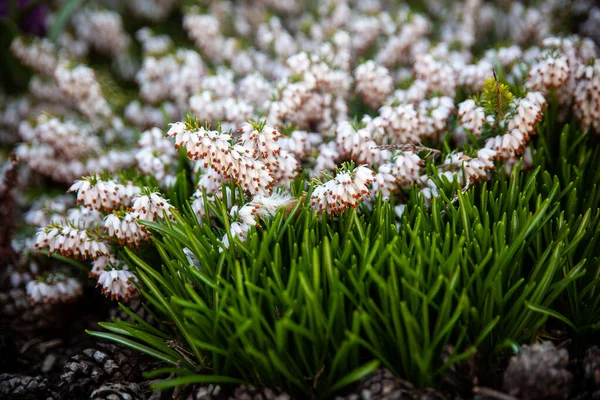 Vårträdgård Erica Carnea Vinter Hed Vinter Blommande Ljung Vår Alpin — Stockfoto