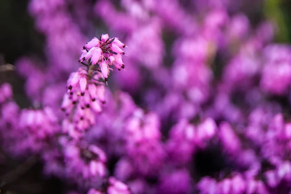 Tavaszi Kert Erica Carnea Téli Hanga Téli Virágzó Hanga Tavaszi — Stock Fotó