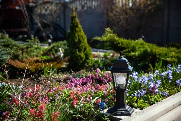 Jardín Primavera Diversas Flores Primavera Plantas Hoja Perenne Linterna Lámpara — Foto de Stock
