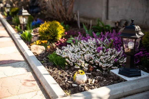 Ανοιξιάτικος Κήπος Erica Carnea Χειμωνιάτικα Έλατα Ανθισμένα Ρείκια Ανοιξιάτικα Αλπικά — Φωτογραφία Αρχείου