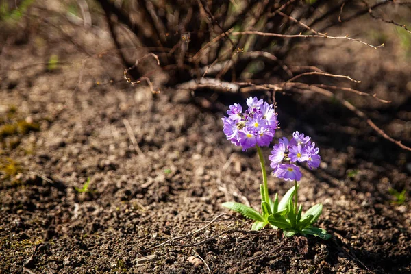 Bir Bahar Bahçesinde Violet Primula Denticulata Davul Çubuğu Primula Ilk Stok Fotoğraf