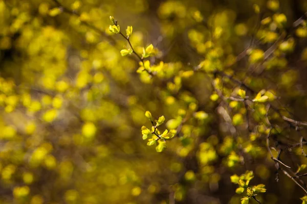 Tavaszi Kert Forsythia Bush Sárga Virágok Tavasz Első Virágai Sárga Stock Fotó