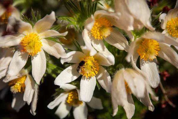Пасковый Цветок Красивые Весенние Цветы Pulsatilla Vulgaris Весна Сад Первые Стоковое Изображение