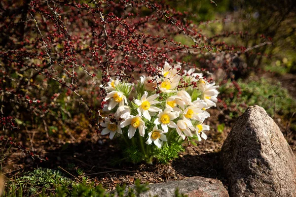 Pasque Kwiat Piękne Wiosenne Kwiaty Pulsatilla Vulgaris Wiosenny Ogród Pierwsze Obraz Stockowy