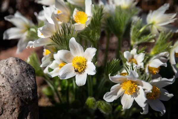 Пасковый Цветок Красивые Весенние Цветы Pulsatilla Vulgaris Весна Сад Первые Лицензионные Стоковые Фото