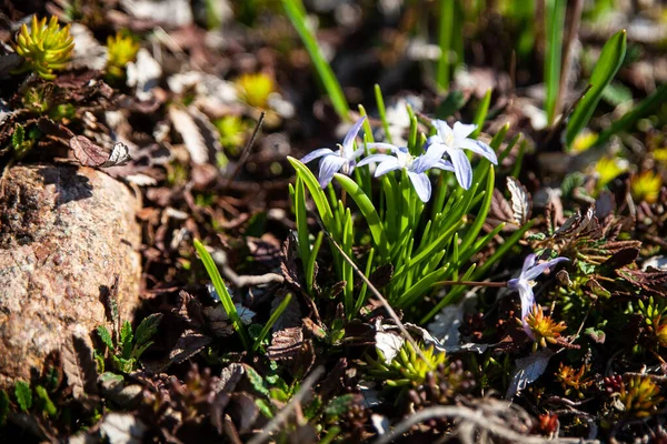 Dicsőség Scilla Forbesii Első Tavaszi Virágok Virágzik Stock Kép