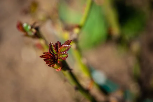 Giardino Primaverile Germoglio Rosa Che Cresce Cespuglio Rose Potate Fotografia Stock