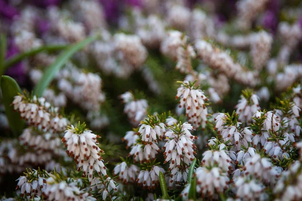 Bahar Bahçesi Erica Carnea Kış Fundalığı Kış Çiçeği Fundalığı Ilkbahar Stok Resim