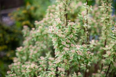 Güzel botanik bahçesi. Spiraea (spirea) vanhouttei 'Pembe Buz'