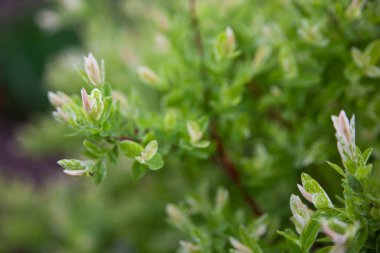 Bahar bahçesinde Japon söğüt salgısı Hakuro-Nishiki. Beyaz ve pembe yapraklı söğüt dalları