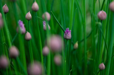 Bahar bahçesinde Chives bitki (Allium schoenoprasum) tomurcukları ve yeşil yaprakları