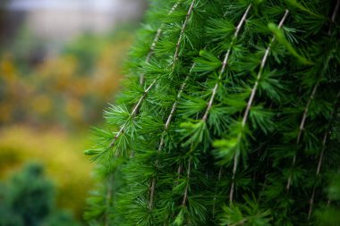 Genç tarla dallarıyla güzel bir botanik bahçesi. Yeşil karaçam genç iğnelerine yakın çekim. Larix sibirica, Sibirya tarlası ya da Rus tarlası..