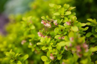 Canlı yeşil yaprakları ve küçük pembe çiçekleri olan parlak süslü çalılar. Cultivar Thunbergs böğürtlen (Berberis thunbergii)