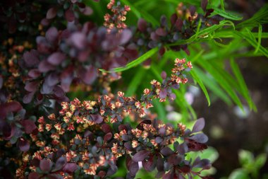 Canlı kırmızı bordo yaprakları ve küçük çiçeklerle süslenmiş parlak bir çalı. Cultivar Thunbergs böğürtlen (Berberis thunbergii)