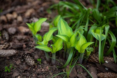 Yeşilliğin ilk bahar demetleri. Parlak yeşil konukçuları vurur, ilk filiz. Baharın başında. Baharda güzel bir botanik bahçesi