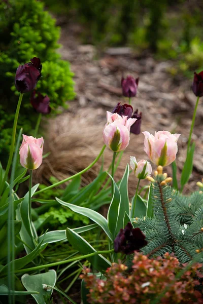 Красивый Ботанический Сад Зелеными Растениями Нежными Розовыми Тюльпанами — стоковое фото