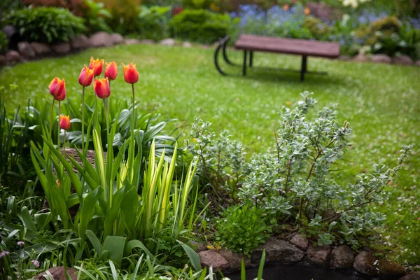 Όμορφος Βοτανικός Κήπος Πράσινα Φυτά Και Λουλούδια Τουλίπες — Φωτογραφία Αρχείου