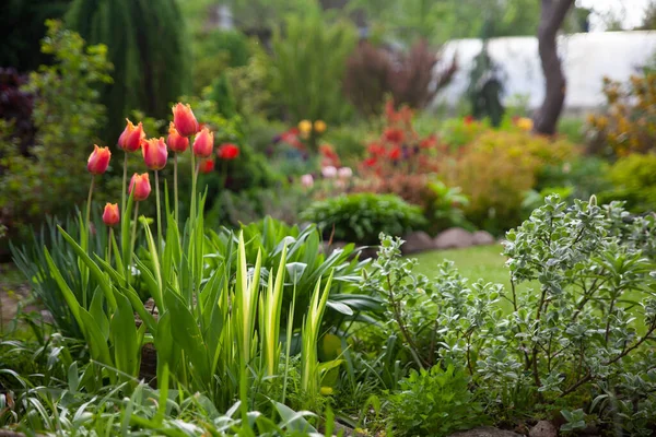 Bellissimo Giardino Botanico Con Piante Fiori Verdi Eleganti Tulipani Rossi — Foto Stock