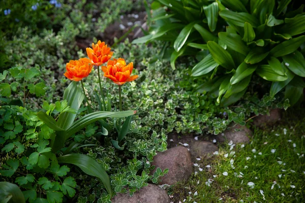 Gyönyörű Botanikus Kert Zöld Növényekkel Virágokkal Gyöngyvirágú Narancs Tulipán Euonymus — Stock Fotó