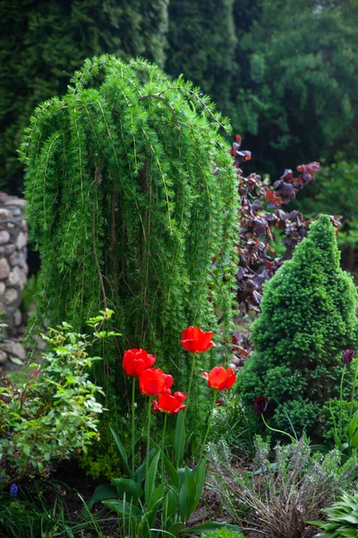 Прекрасний Ботанічний Сад Зеленими Рослинами Свіжими Ялинками Модриною Червоними Тюльпанами — стокове фото