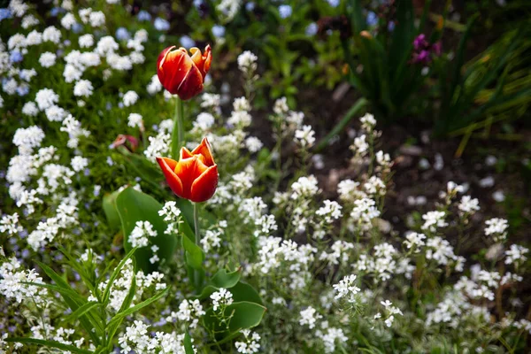 Hermoso Jardín Botánico Con Plantas Verdes Tulipanes Rojos Anaranjados Pequeñas — Foto de Stock