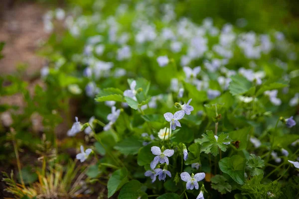 Prachtige Botanische Tuin Viola Sororia Sproeten Een Confederaal Viooltje Met — Stockfoto