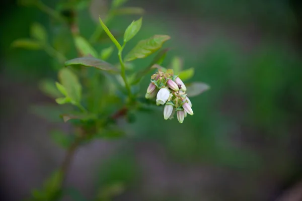Fehér Áfonyás Bimbók Egy Bokron Áfonyás Bimbóág Bush Tavaszi Kertben — Stock Fotó
