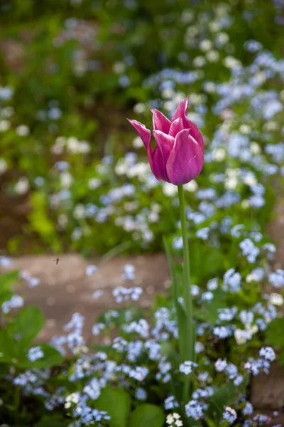 Belo Jardim Botânico Tulipa Rosa Elegante Entre Pequenas Flores Azuis — Fotografia de Stock