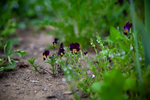 Hermoso Jardín Botánico Con Violas Hierbas Moradas Oscuras Tomillo Floreciente — Foto de Stock