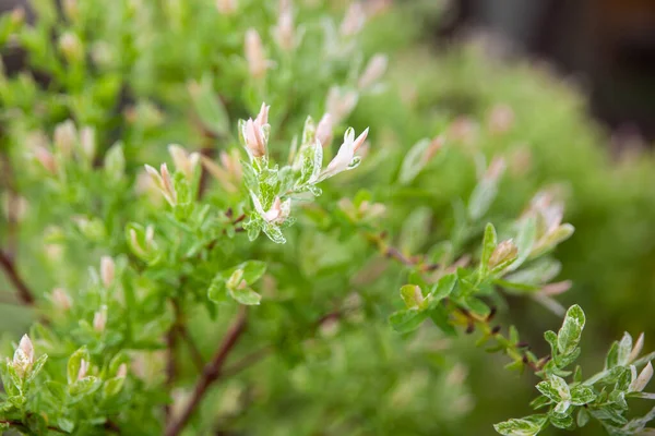 Salice Giapponese Salix Integra Hakuro Nishiki Giardino Primaverile Rami Salice — Foto Stock