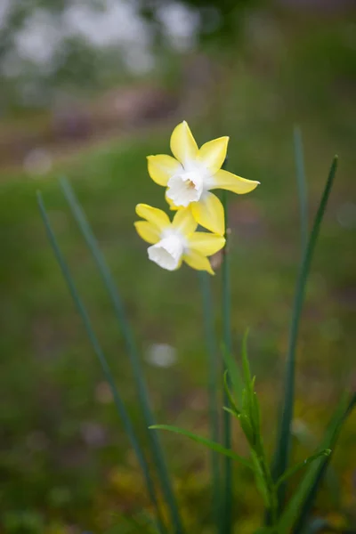 Gele Narcissen Met Een Witte Kern Bloeien Tuin April Voorjaar — Stockfoto