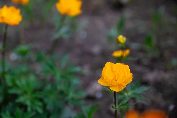 Цвітіння Оранжевого Сибірського Квітка Тролій Асітичний Весняному Саду Помаранчеві Квіти — стокове фото