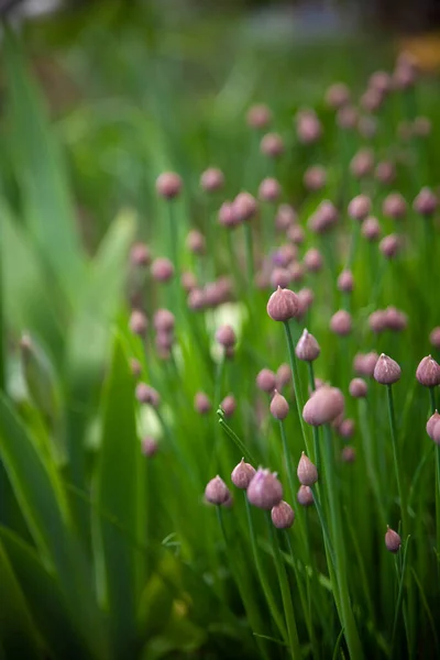 Zöldhagyma Allium Schoenoprasum Rügyei Zöld Levelei Tavaszi Kertben — Stock Fotó