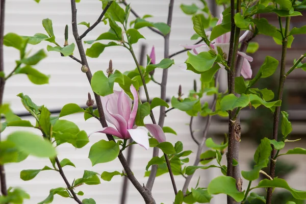 Magnolia Árvore Flor Jardim Primavera Flores Cor Rosa Doces Banhando — Fotografia de Stock