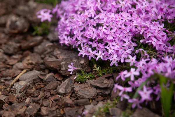 Phlox Subulate Flowers Garden Blooming Creeping Moss Landscape Design Bright — Stock Photo, Image
