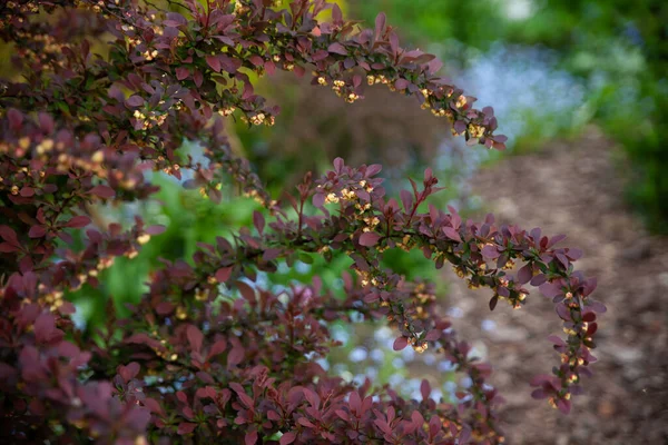 Bright Ornamental Bush Vivid Red Burgundy Leaves Small Flowers Cultivar — Stock Photo, Image