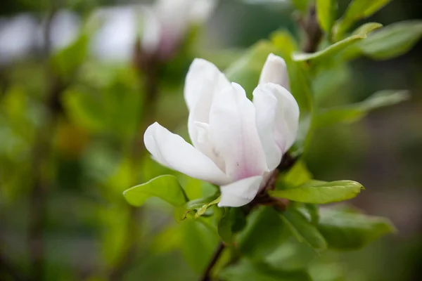 Magnolia Árvore Flor Jardim Primavera Flores Cor Rosa Doces Banhando — Fotografia de Stock