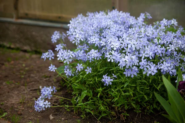 Phlox Subulera Blommor Trädgården Blommande Smygande Mossa För Landskapsdesign Ljusa — Stockfoto