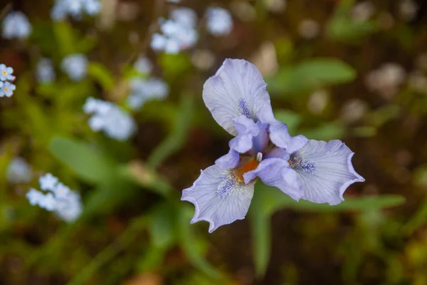 Light Violet Iris Flower Botanical Garden Small Gentle Blue Flowers — Stock Photo, Image