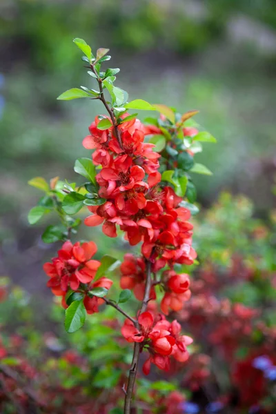 Ramo Flores Vermelhas Marmelo Japonês Florescentes Arbusto Perene Florescendo Jardim — Fotografia de Stock