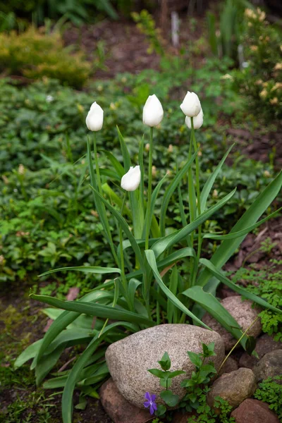 Gyönyörű Botanikus Kert Zöld Növények Fehér Tulipán Kövek Kert — Stock Fotó