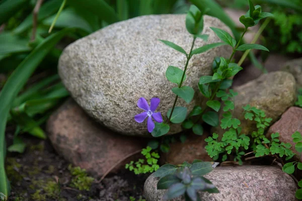 Lilac Periwinkles Bloom Stones Spring Day Periwinkle Herbaceous Perennial Evergreen — Stock Photo, Image