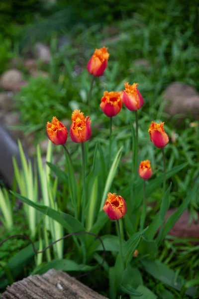 Gyönyörű Botanikus Kert Zöld Növényekkel Tulipánvirágokkal — Stock Fotó