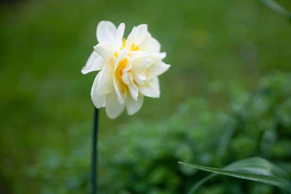 Uroczo Pachnący Biały Narcyz Podwójna Odmiana Niewielkimi Skupiskami Podwójnych Kwiatów — Zdjęcie stockowe