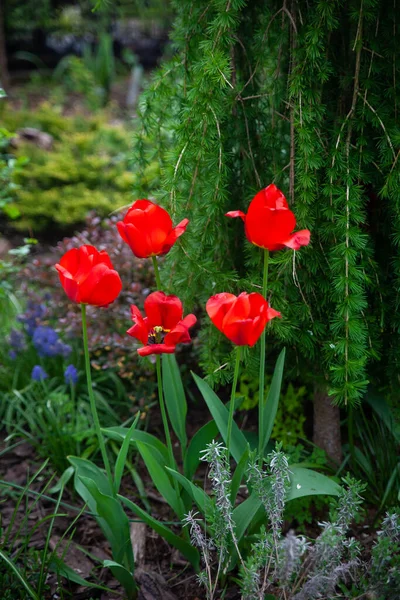 Beautiful Botanical Garden Green Plants Fresh Fir Trees Larch Red — Stock Photo, Image