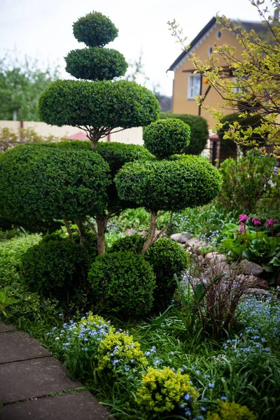 Όμορφος Βοτανικός Κήπος Σχήμα Δέντρου Boxwood Πράσινα Φυτά Και Λουλούδια — Φωτογραφία Αρχείου