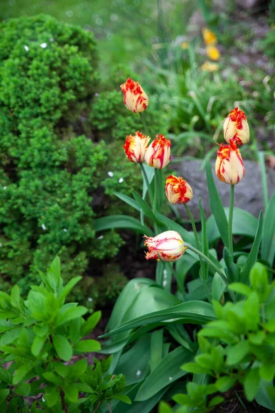 Gyönyörű Botanikus Kert Zöld Növényekkel Virágokkal — Stock Fotó