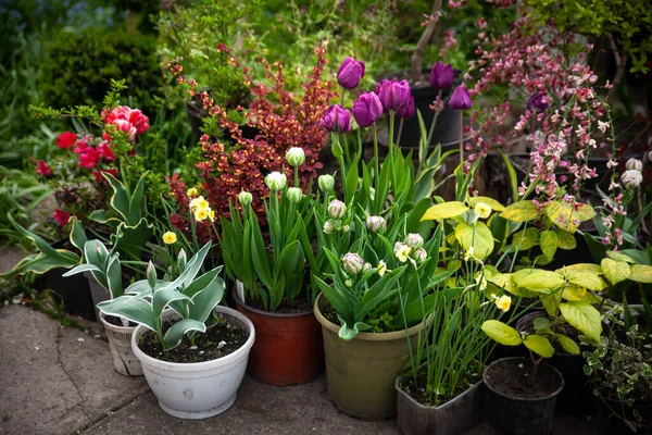 Prachtige Botanische Tuin Met Plantenbakken Tulpen Struiken Bloemen Groen — Stockfoto