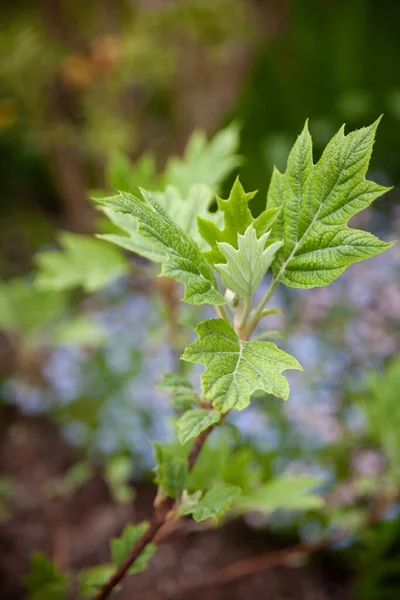 Gyönyörű Botanikus Kert Zöld Növényekkel Stock Kép
